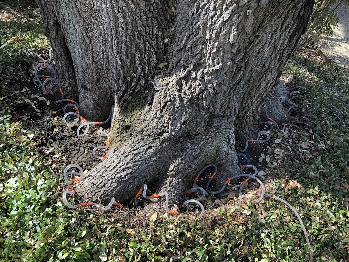 Detailed Tree Cabling and Bracing job site in Point Mugu Nawc