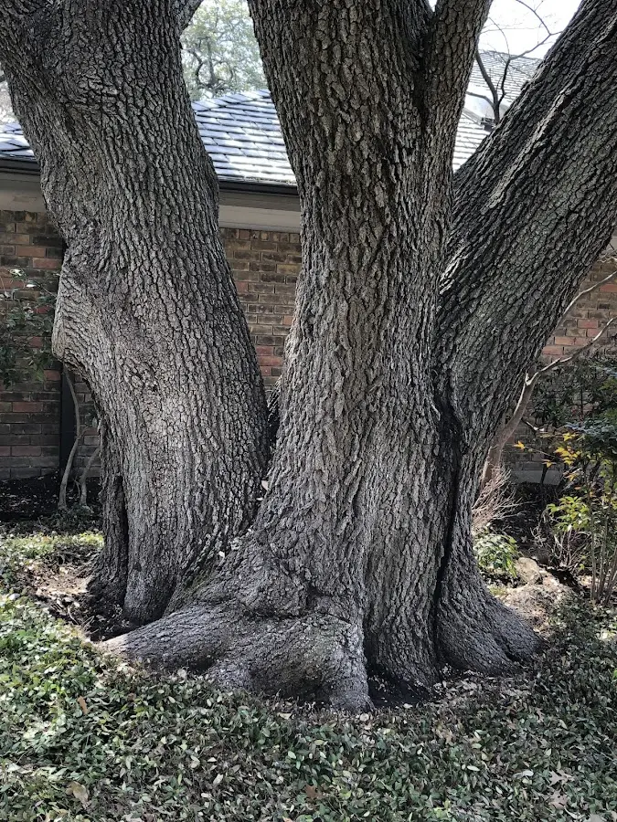 Mature heritage tree close to a Point Mugu Nawc property cared for by certified arborists